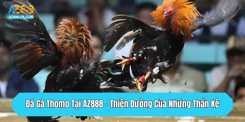 Đá Gà Thomo Tại AZ888 - Thiên Đường Của Những Thần Kê