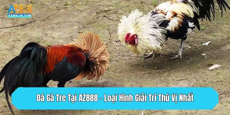 Đá Gà Tre Tại AZ888 - Loại Hình Giải Trí Thú Vị Nhất 2025