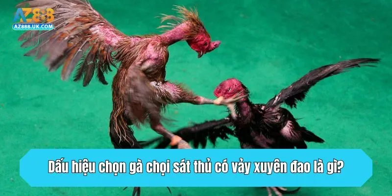 Dấu hiệu chọn gà chọi sát thủ có vảy xuyên đao là gì?