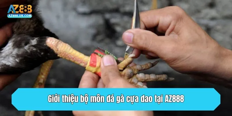 Giới thiệu bộ môn đá gà cựa dao tại AZ888