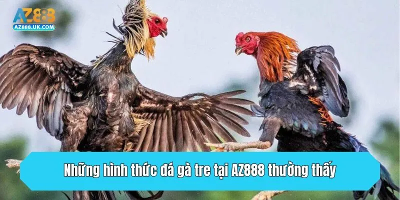 Những hình thức đá gà tre tại AZ888 thường thấy