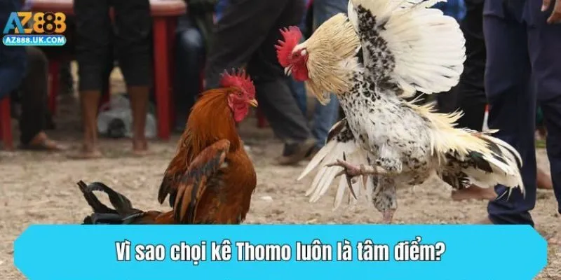 Vì sao chọi kê Thomo luôn là tâm điểm?