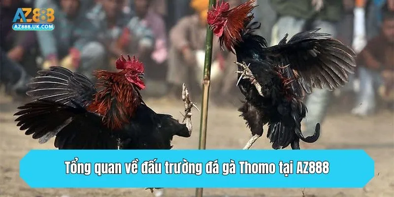 Tổng quan về đấu trường đá gà Thomo tại AZ888