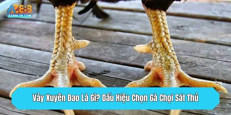 Vảy Xuyên Đao Là Gì? Dấu Hiệu Chọn Gà Chọi Sát Thủ 