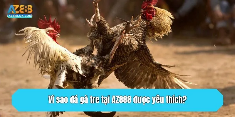Vì sao đá gà tre tại AZ888 được yêu thích?