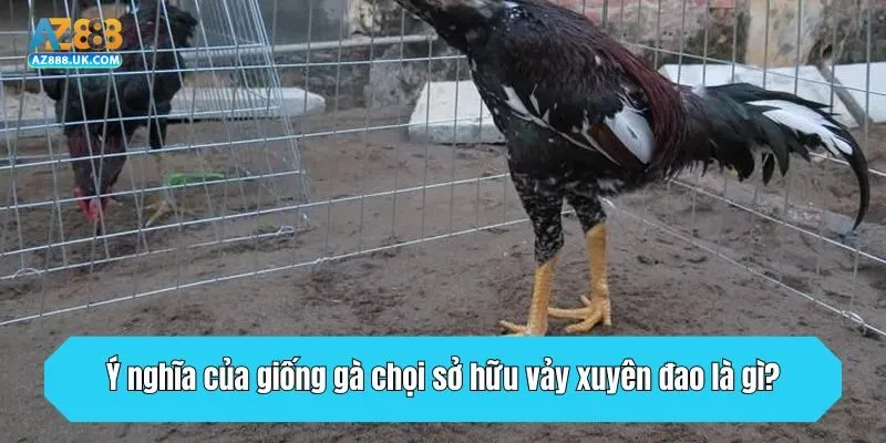 Ý nghĩa của giống gà chọi sở hữu vảy xuyên đao là gì?